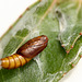 Patio Life: Light Brown Apple Moth Pupa