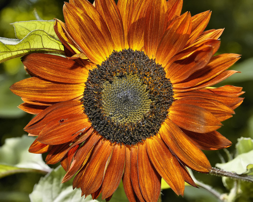 Sunflower Burst – National Arboretum, Washington DC