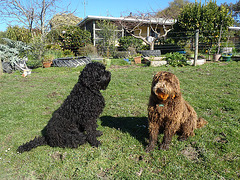 muddy doggies