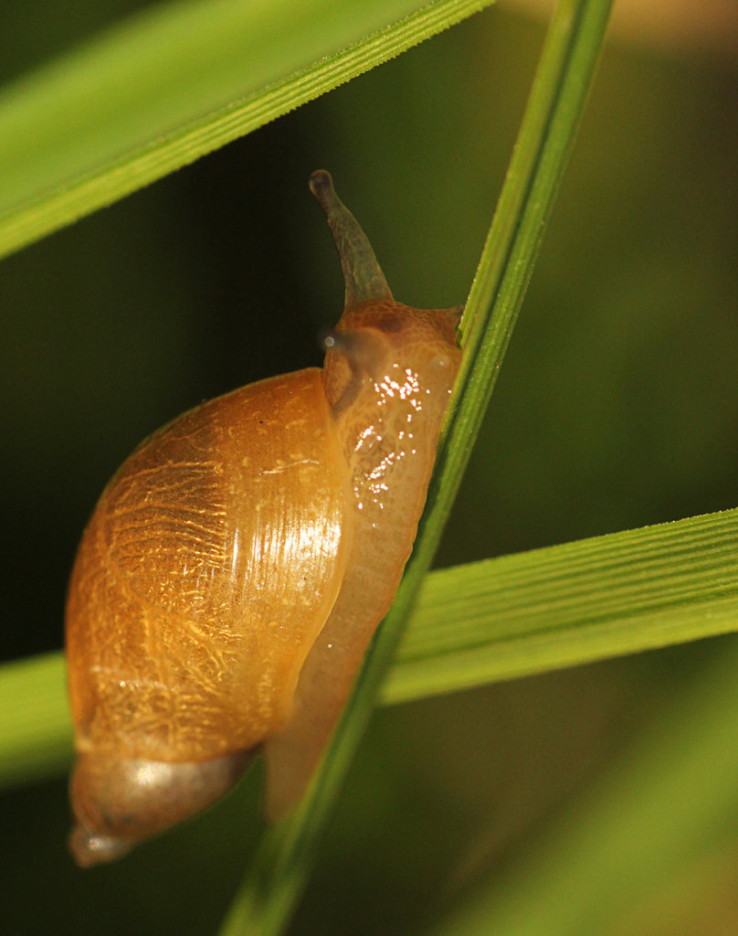 Snail