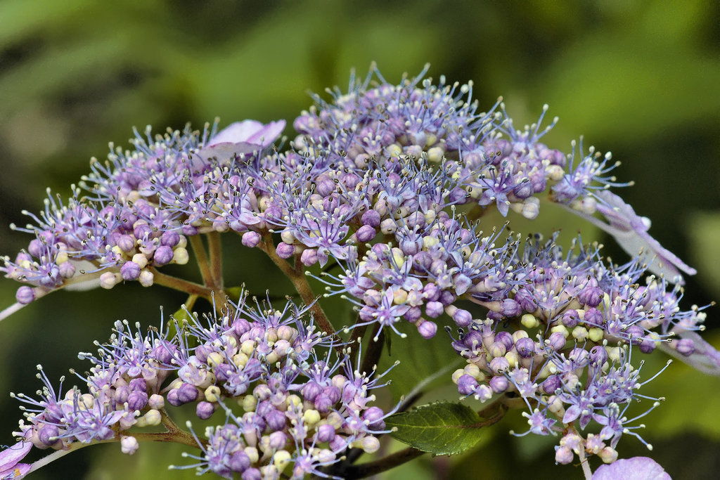 "Bluebird" Hydrangea – National Arboretum, Washington DC