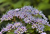 "Bluebird" Hydrangea – National Arboretum, Washington DC