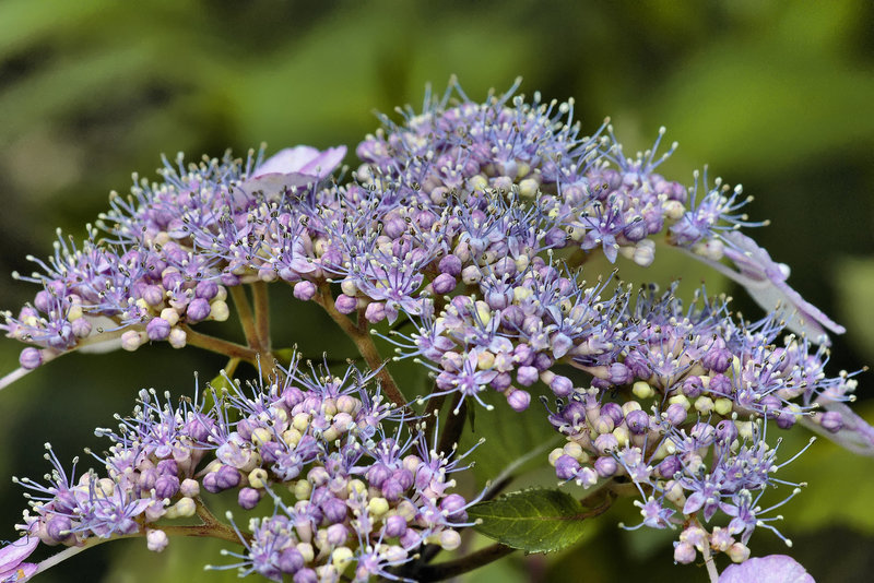 "Bluebird" Hydrangea – National Arboretum, Washington DC