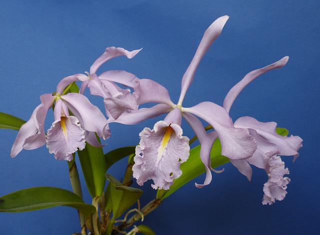 Cattleya maxima var. caerulea 'Alexandra' x self