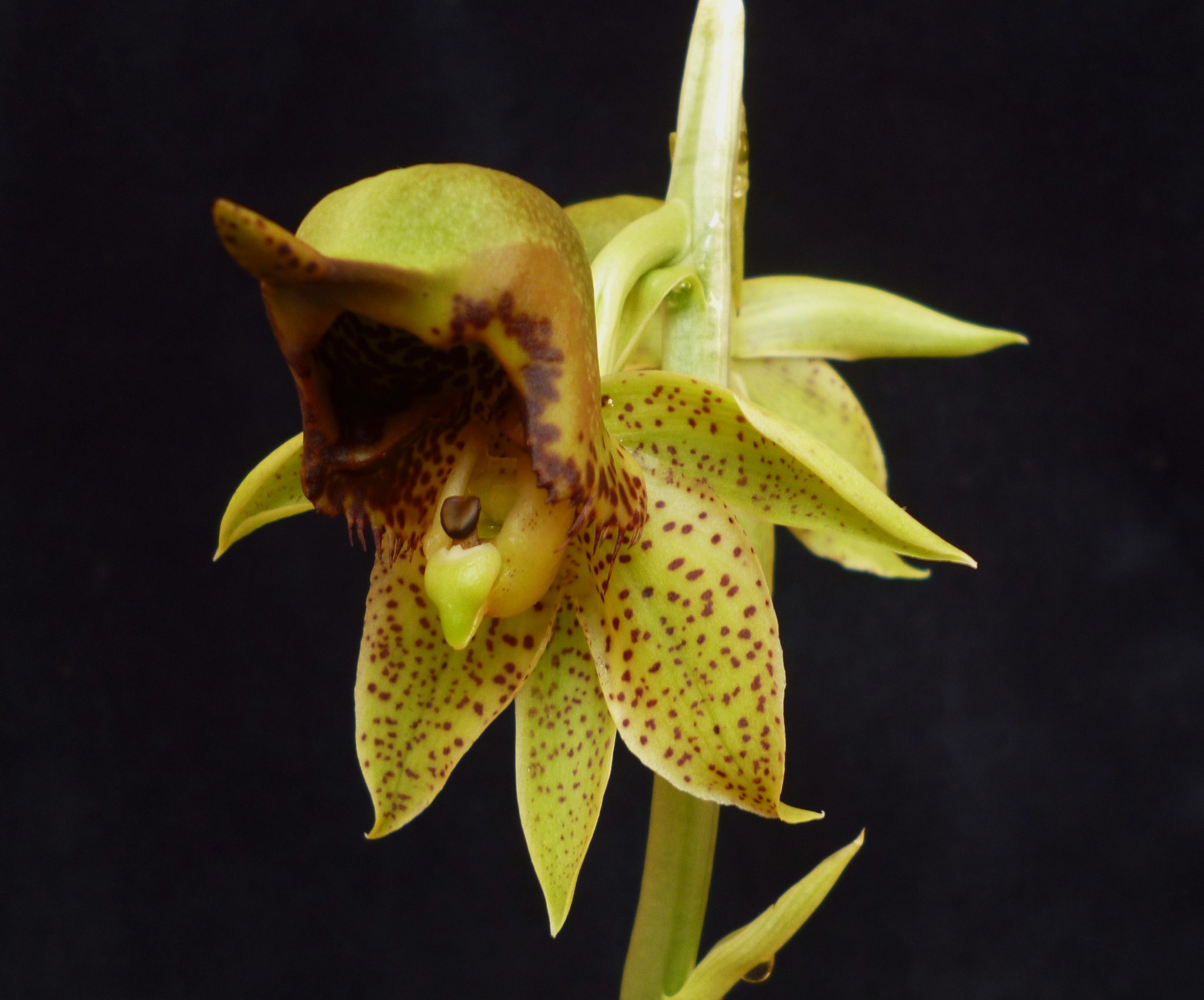 Catasetum sanguineum (hermaphrodite flower)