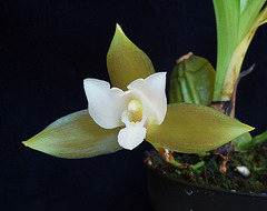 Lycaste occulta