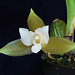 Lycaste occulta