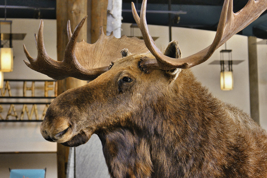 Bullwinkle J. Moose – The Wild Center, Tupper Lake, New York