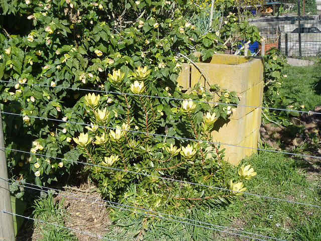 bush by the old incinerator