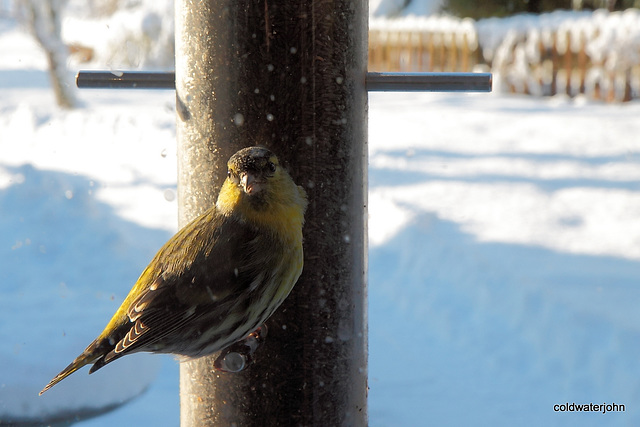 Siskin having an early morning (cold) breakfast