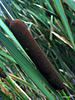 IMG 4512