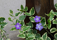 Vinca major variegata Vinca major variegata