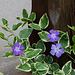 Vinca major variegata