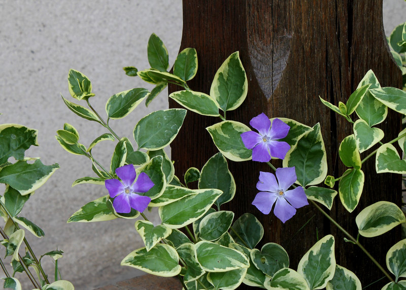 Vinca major variegata
