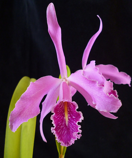 Cattleya maxima 'Jörg' x self