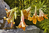 Lilies on the Rocks – National Arboretum, Washington DC
