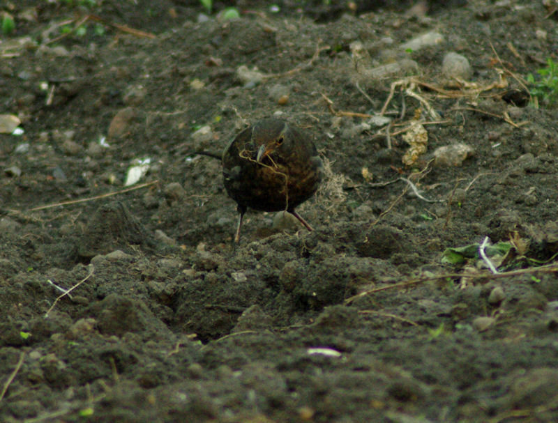 nest building 2