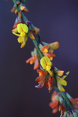 Desert Sweet Pea