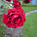 Greenbelt Rose
