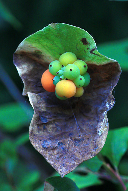 Lonicera ciliosa