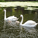 Swan family