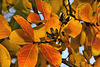 Crape Myrtle in Autumn #2 – National Arboretum, Washington D.C