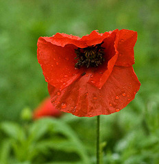 Poppy