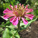 Aufblühende Zinnie (Zinnia elegans)