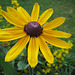 gelbe Rudbeckia