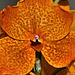 Orange Orchid – National Arboretum, Washington D.C.