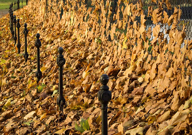 leaves and posts