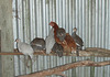 bantam cross with her guinea keets