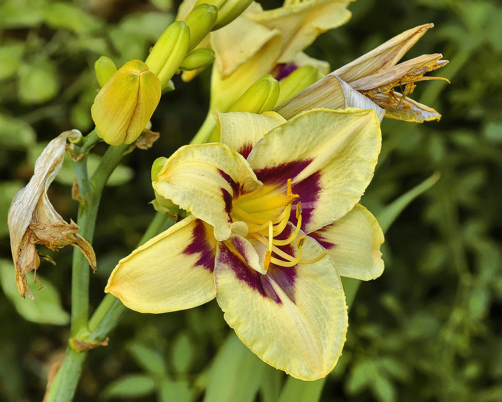 Rasberry Candy Daylily – National Arboretum, Washington DC