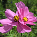 Lila Cosmea / Schmuckkörbchen (Cosmos bipinnatus)