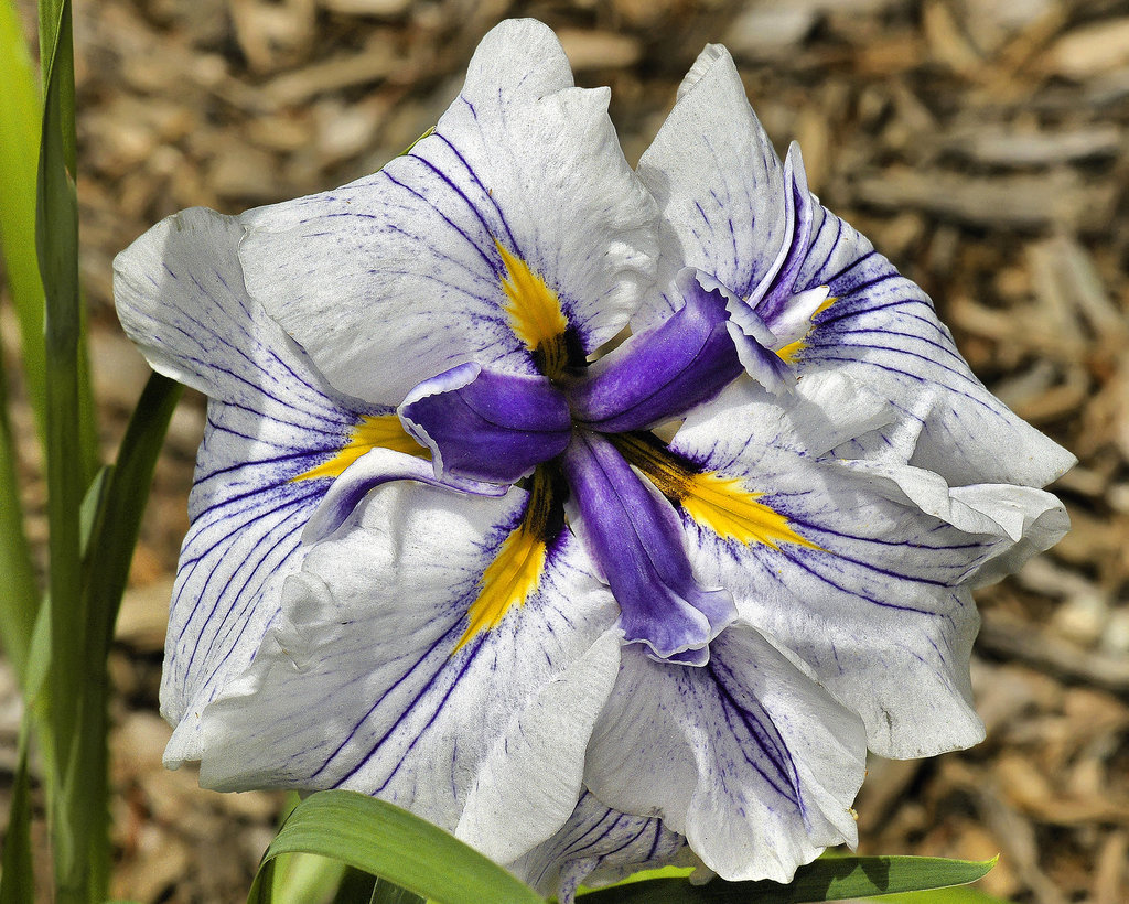 "Sky and Mist" Iris – National Arboretum, Washington DC