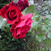 Greenbelt Roses