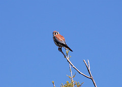 Kestrel