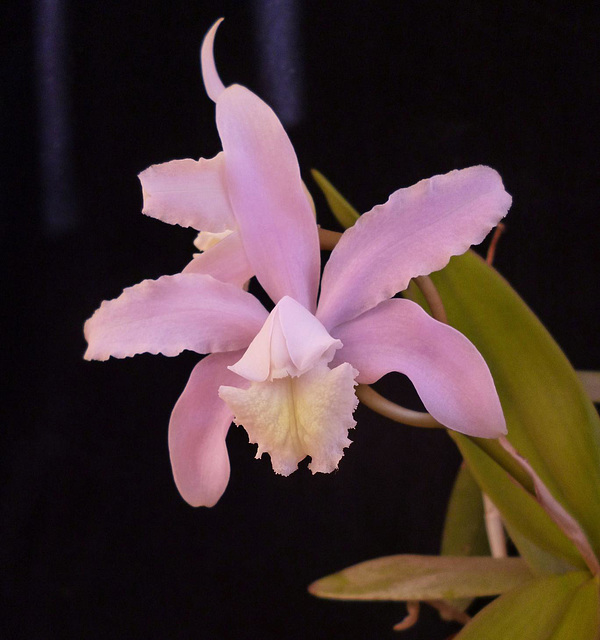 Cattleya kerrii