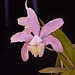 Cattleya kerrii