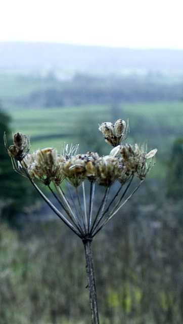 seed head enjoying the view