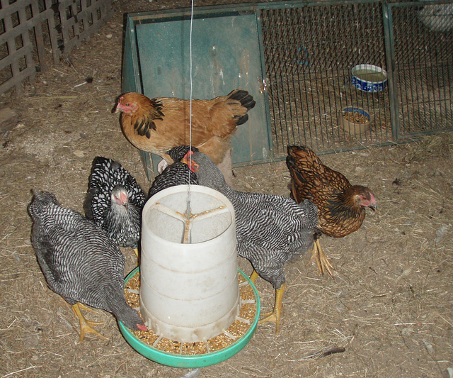 pullets