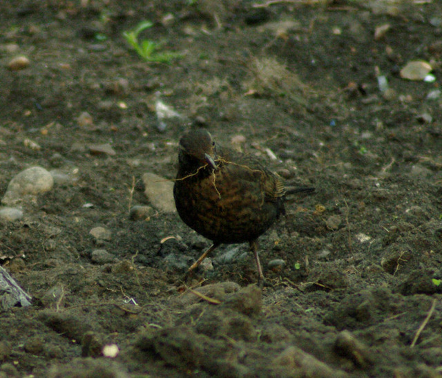 nest building