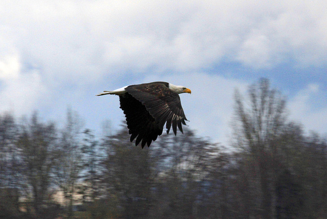 Bald Eagle