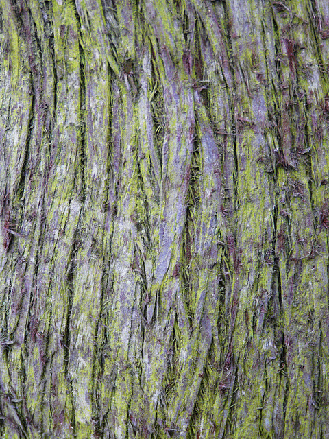 Bark Texture 3