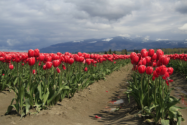 Waiting for the Tulips to Bloom Again