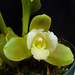 Lycaste dowiana