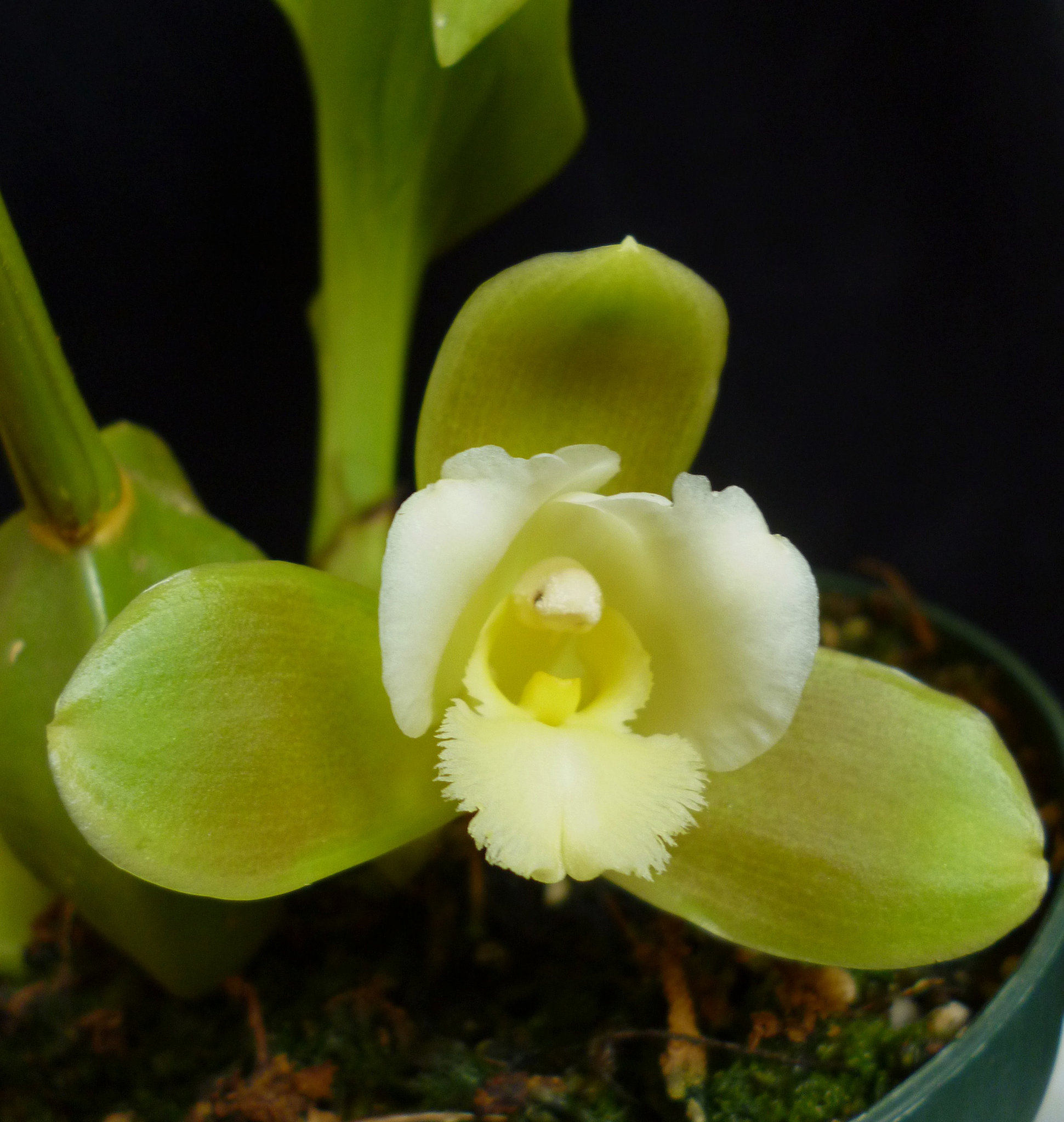 Lycaste dowiana