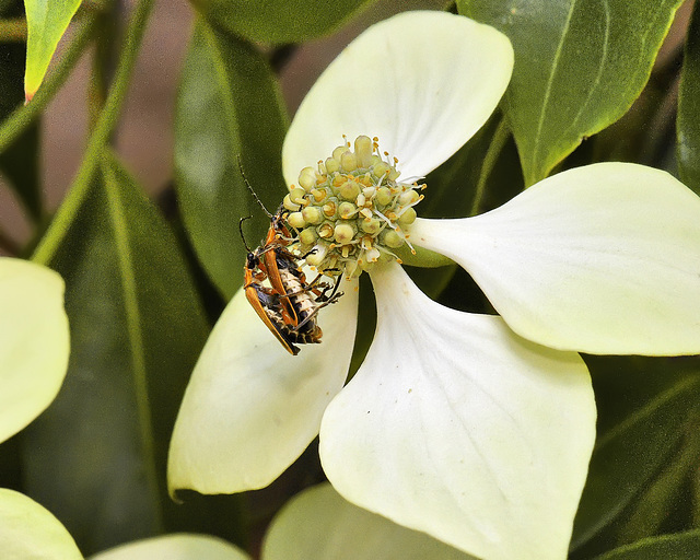 The Dogwood Days of Summer – National Arboretum, Washington DC