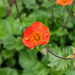 Geum coccineum