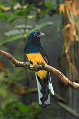 White-tailed Trogon